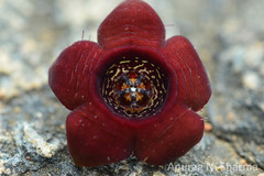 Caralluma truncatocoronata